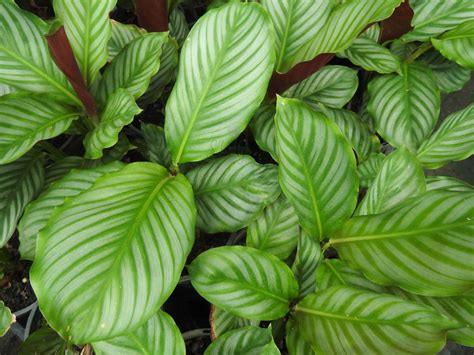 Calathea Exotica Suncoast Tropicals