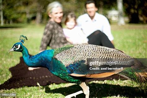 Peacock Family Photos and Premium High Res Pictures - Getty Images