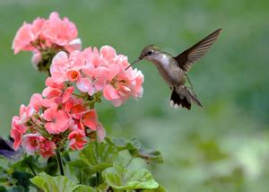 Hummingbirds And Flowers