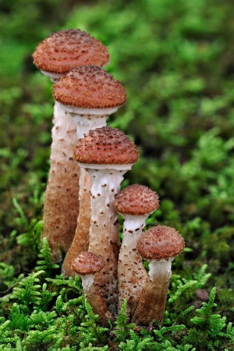 The Humongous Fungus And The Genes That Made It That Way The New York