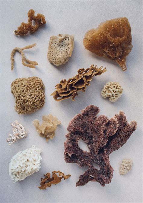 Sea Sponges Greeting Card A Collection Of Sea Sponges From Western