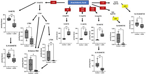 Sex Specific Response Of The Brain Free Oxylipin Profile To Soluble Epoxide Hydrolase Inhibition