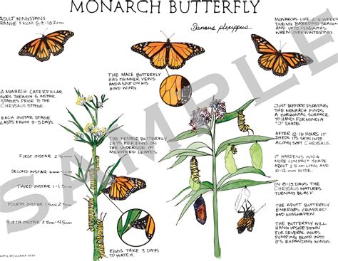 Monarch Butterfly Life Cycle Watercolor Poster - Etsy