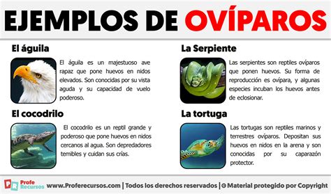 Exemplo De Animal Ovíparo - Exemplos De Animais Oviparos