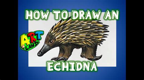 How To Draw An Echidna Youtube