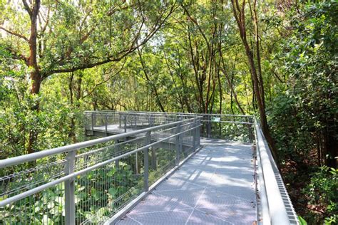 Forest Walk Of Telok Blangah Hill Park Rainforest Stock Image Image