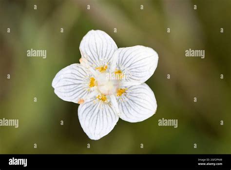 Marsh Grass Of Parnassus Parnassia Palustris Flower Top View