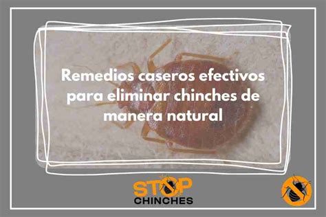 Elimina Chinches Naturalmente Remedios Caseros