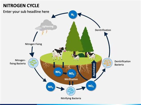 Nitrogen Cycle Animation Video