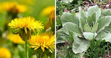 9 Common Weeds That Are Actually Useful In Your Garden