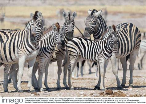 Burchell Zebras Equus Burchelli Herde Steht Auf Trockenem Boden