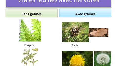 Classification En Groupes Emboit S Coll Ge