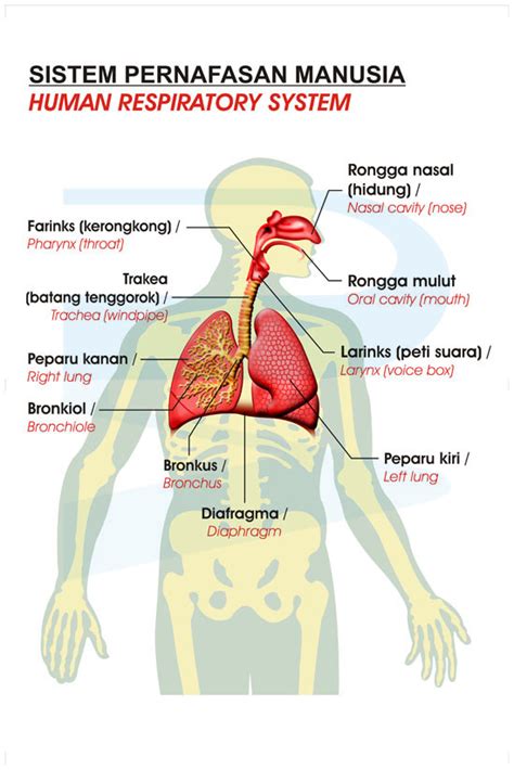 Sistem Pernafasan Manusia – BM, BI - Progressive Scientific Sdn. Bhd.