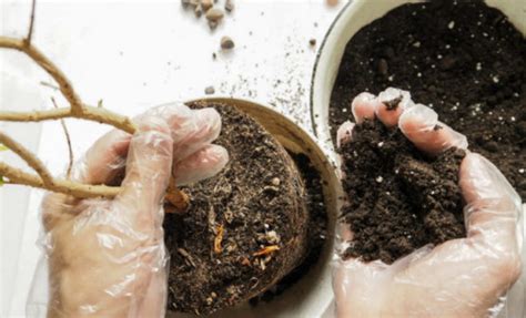 C Mo Revivir Una Planta Seca Remedios Caseros Para Revivir Plantas