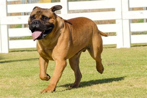 Mastiff Dog Breed Information + Facts, Training Tips & More