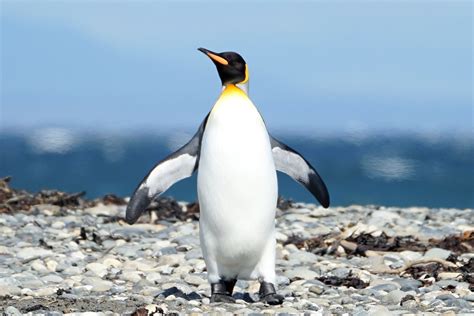 Pingüino Rey King Penguin Aptenodytes patagonicus Flickr