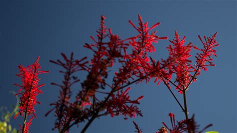 Banco de imagens árvore natureza ramo plantar céu Por do sol