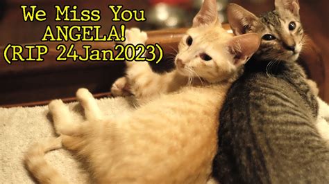 A Tribute For Our Ginger Cat ANGELA RIP 24 January 2023 YouTube