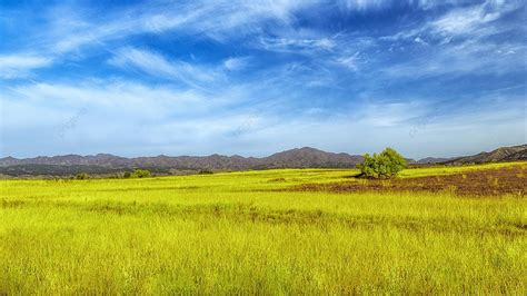 Harvest Of Naked Oats In Liangcheng County Inner Mongolia Background