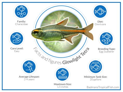 Glowlight Tetra: All You Need to Know About This Fish