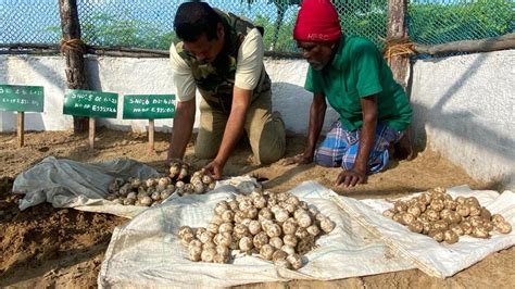 Olive Ridley nesting season begins - The Hindu