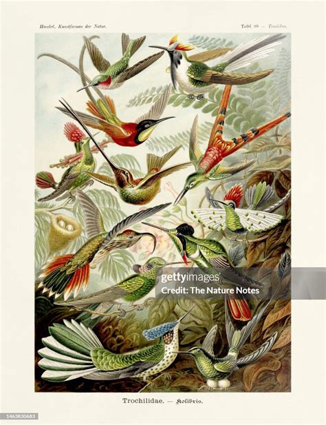 Ernst Haeckel Art 19th Century Hummingbirds Trochilidae High-Res Vector Graphic - Getty Images