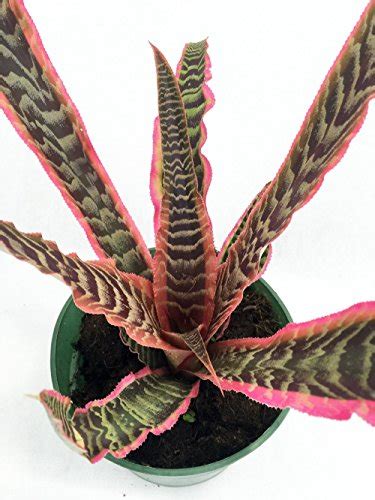 Cryptanthus Bromelioides How To Grow Care