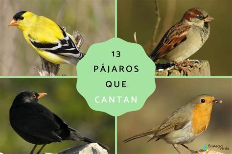 Nombres Y Tipos De Pajaros