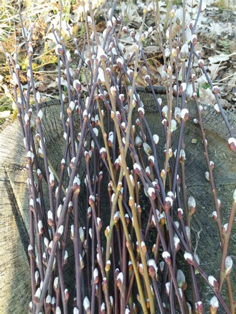 Dried Pussy Willow Branches Twigs Catkinsspring Dried Etsy