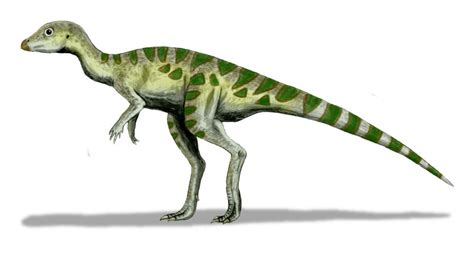 Dinosaur info: Ornithopods