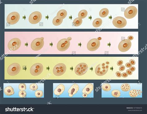 Cell Biology Asexual Reproduction Unicellular Organisms Stock Illustration 1977890075 Shutterstock