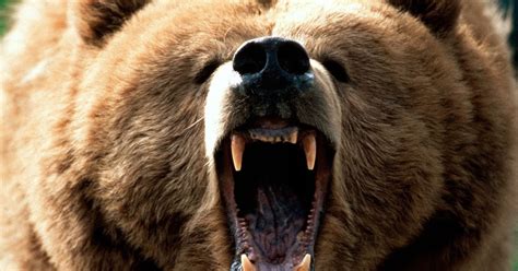 Qual O Urso Mais Perigoso - Os 12 animais mais perigosos do mundo - Histórias & Bytes - História ...