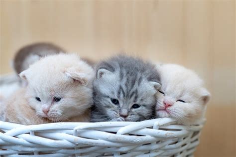 As 10 raças de gato mais fofas e amadas do mundo