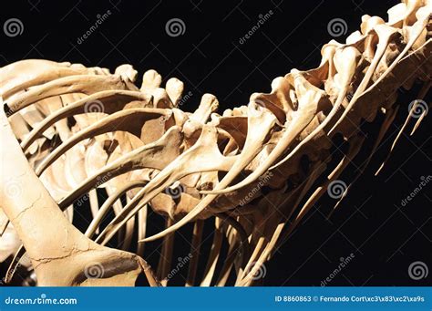 Dinosaur Skeleton stock image. Image of anatomy, biology - 8860863