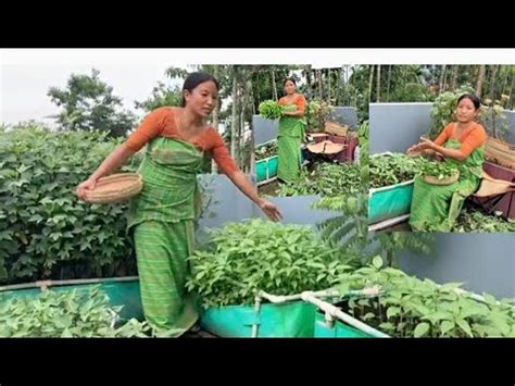 Harvesting Jute Leaves फथ मग खजबय आर मबद फद म हसर