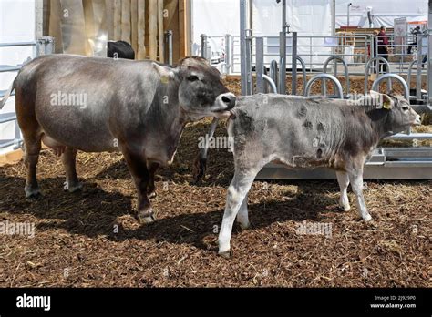 Mother cow with calf Stock Photo - Alamy