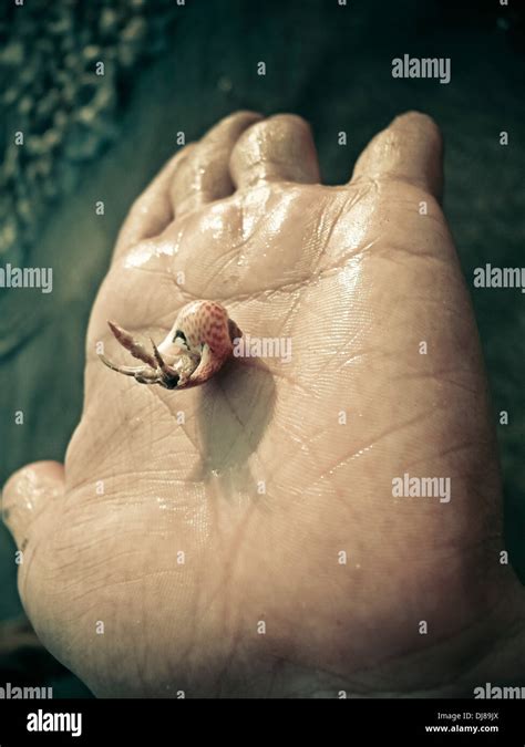 Hermit Crab In Human Hand Stock Photo Alamy