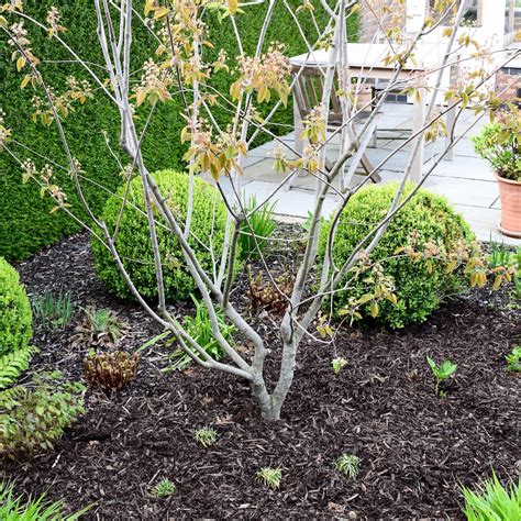 Small Tree Snowy Mespilus Or Juneberry Amelanchier Lamarckii