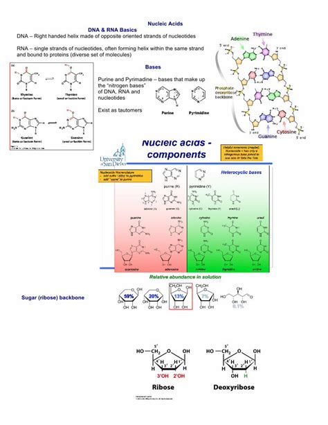 (PDF) Nucleic Acids DNA & RNA Basics Bases - DOKUMEN.TIPS