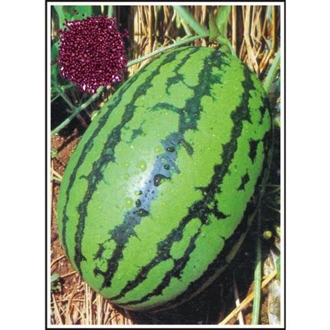 DS 365 Hybrid Watermelon Seeds At Rs 6250 Kilogram Watermelon Seeds