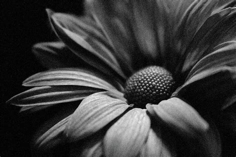 Green Eyed Lady In A Purple Dress 01 Bw Water Paper Photograph By