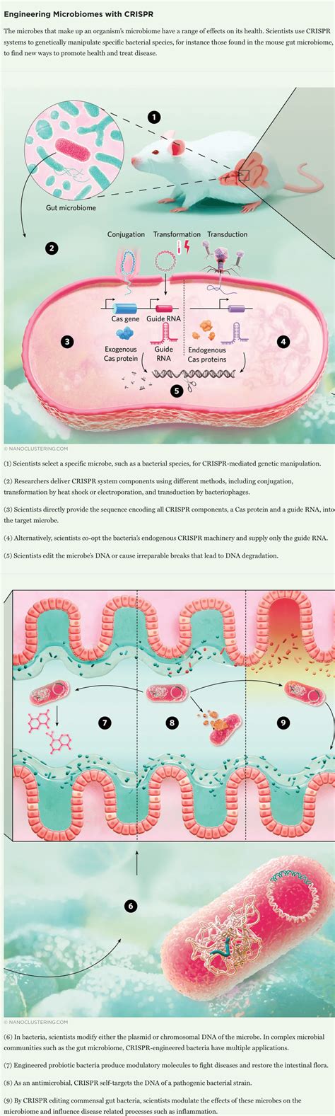 Infographic: Could gut bacteria help us diagnose and treat diseases ...