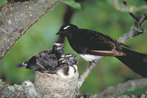 Willie Wagtail Profile Traits Facts Habitat Breeding Birdbaron