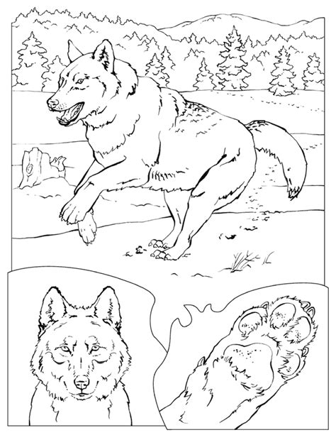 20 National Geographic Coloring Pages - Printable Coloring Pages