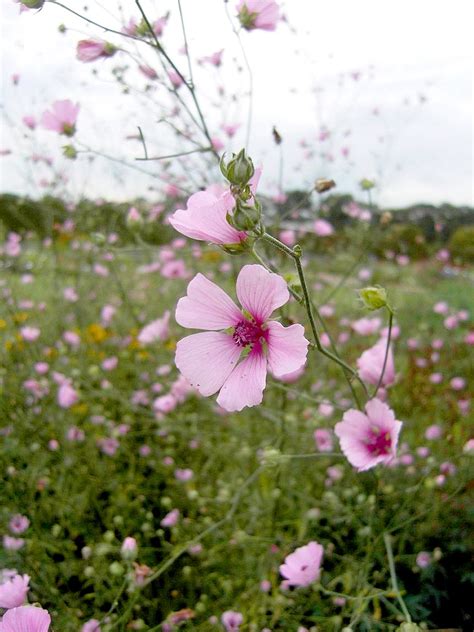 Hanfbl Ttriger Eibisch Althaea Cannabina Hauenstein Ag