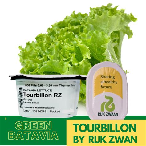 Tourbillon By Rijk Zwaan Green Batavia Pelletized Lettuce Seeds