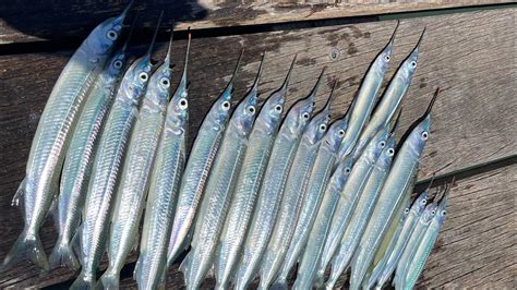 How To Catch Garfish Easy Fishing From The Jetty Youtube