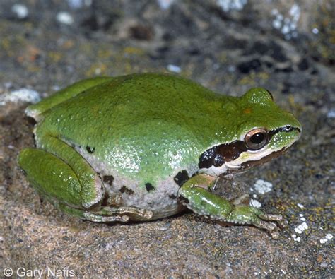 Sierran Treefrog Pseudacris Sierra