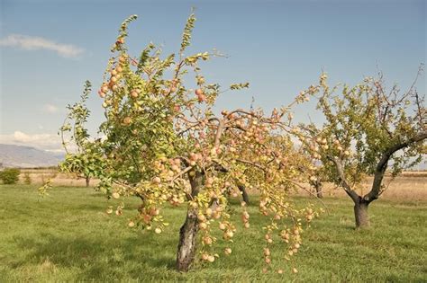 Cultivo de manzanas manzanos los árboles frutales crecen en el jardín