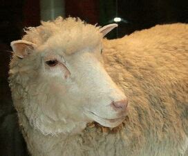 Dolly the Sheep | Who2